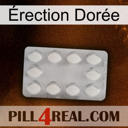 Érection Dorée 16